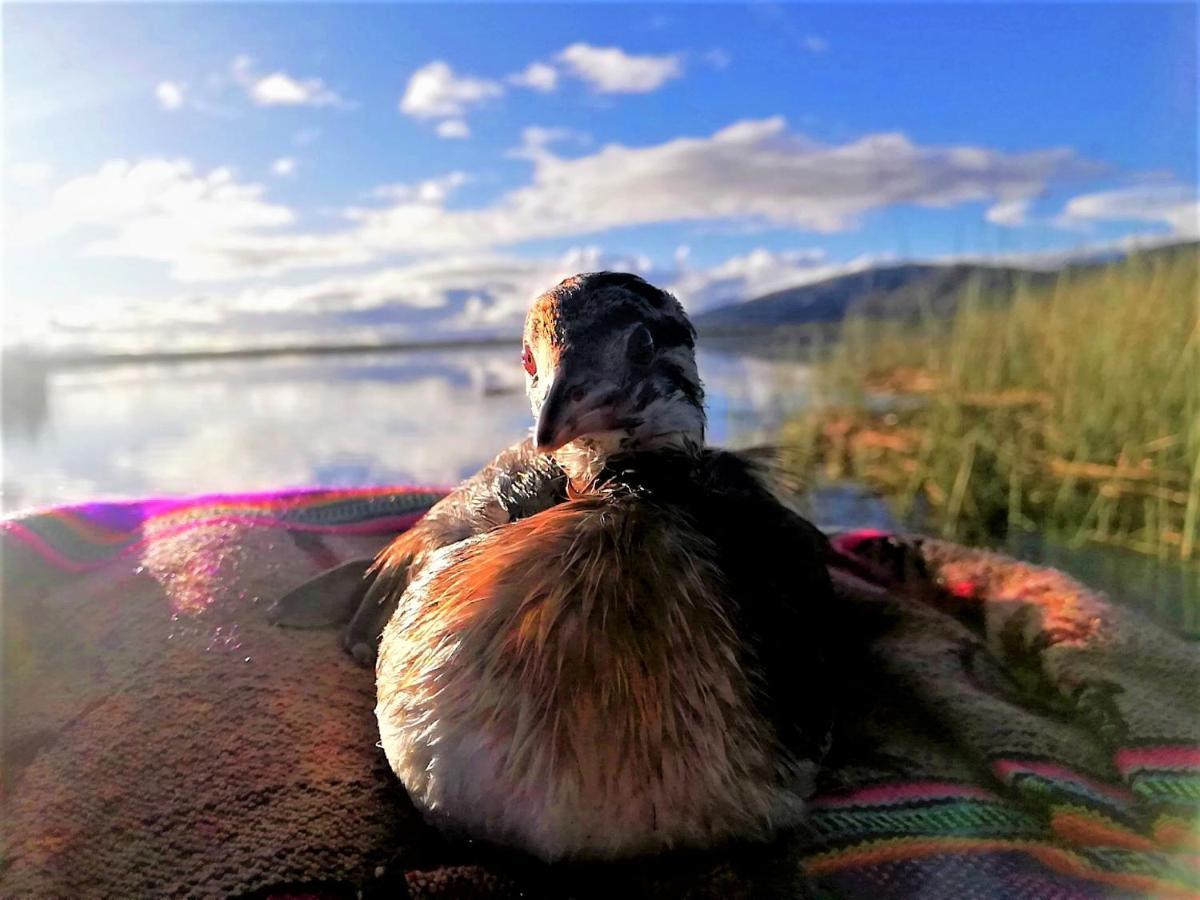 Titicaca Vandrarhem Puno Exteriör bild