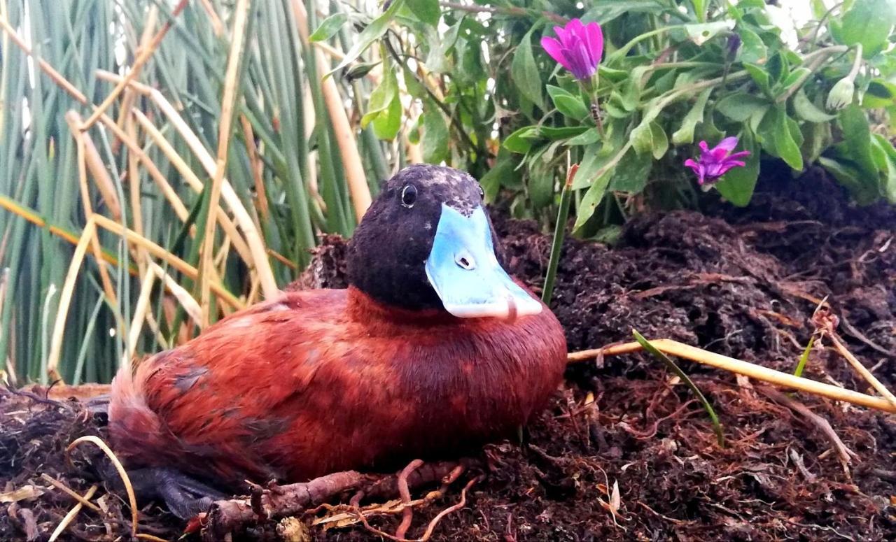 Titicaca Vandrarhem Puno Exteriör bild