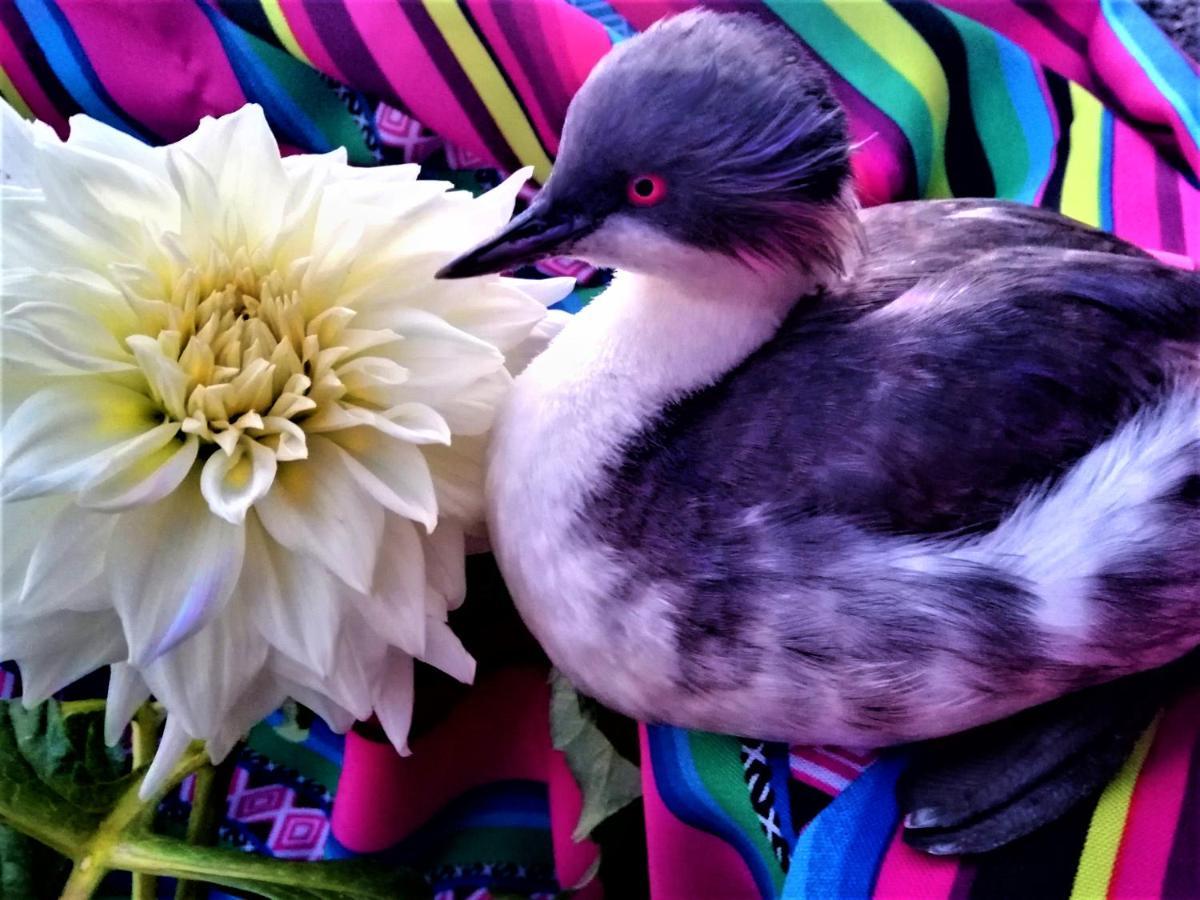 Titicaca Vandrarhem Puno Exteriör bild